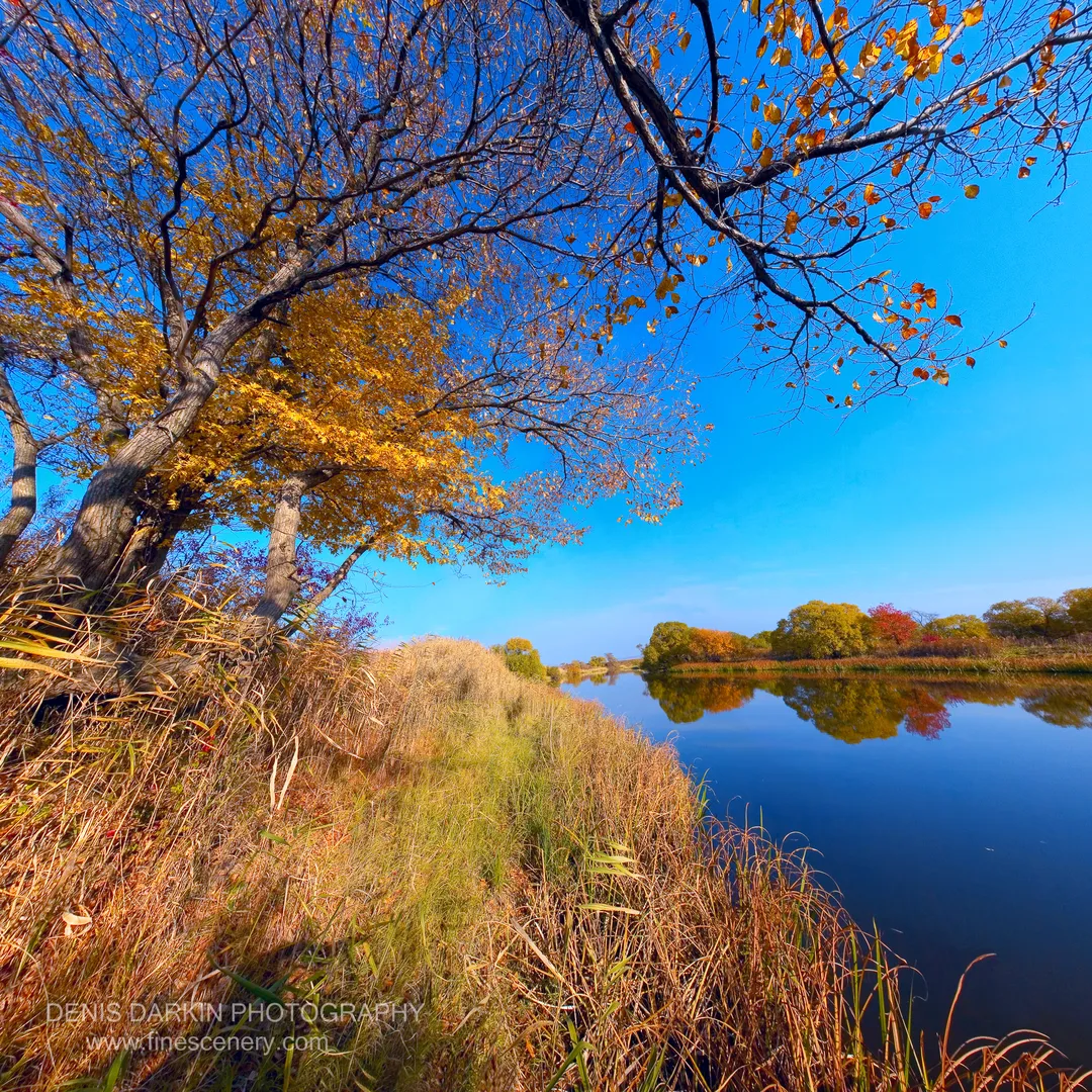 Tall amber grasses line a calm riverbank in Primorsky Krai, with a birch tree and autumn foliage reflected in the still water beyond.