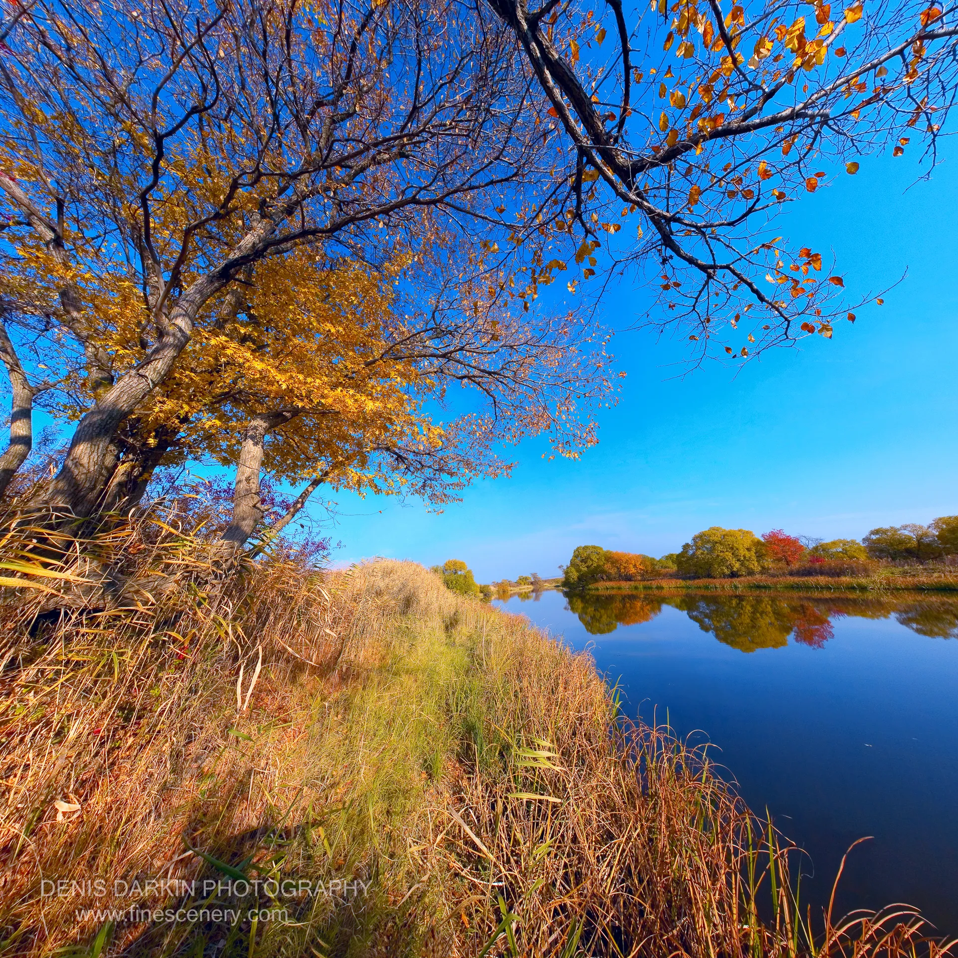 Tall amber grasses line a calm riverbank in Primorsky Krai, with a birch tree and autumn foliage reflected in the still water beyond.