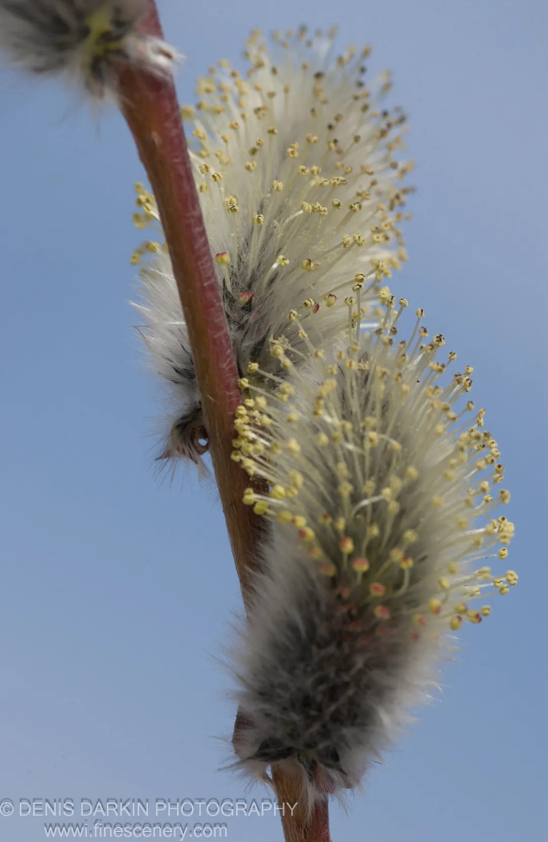 Close view of willow catkins on a reddish-brown twig, with tiny yellow anthers against a clear pale blue sky.