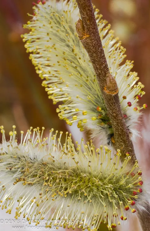 Willow catkins emerge from a rough branch at close range, soft filaments sharp against a warm blurred background, Steklyanukha River.