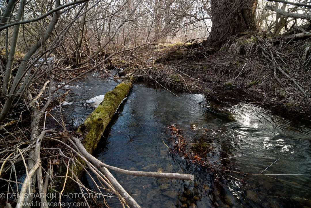 A moss-covered log spans a dark forest stream, with bare branches overhead and patches of melting ice along its edges, Russian Far East.