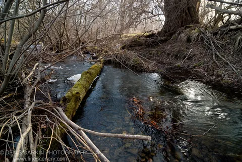 A moss-covered log spans a dark forest stream, with bare branches overhead and patches of melting ice along its edges, Russian Far East.