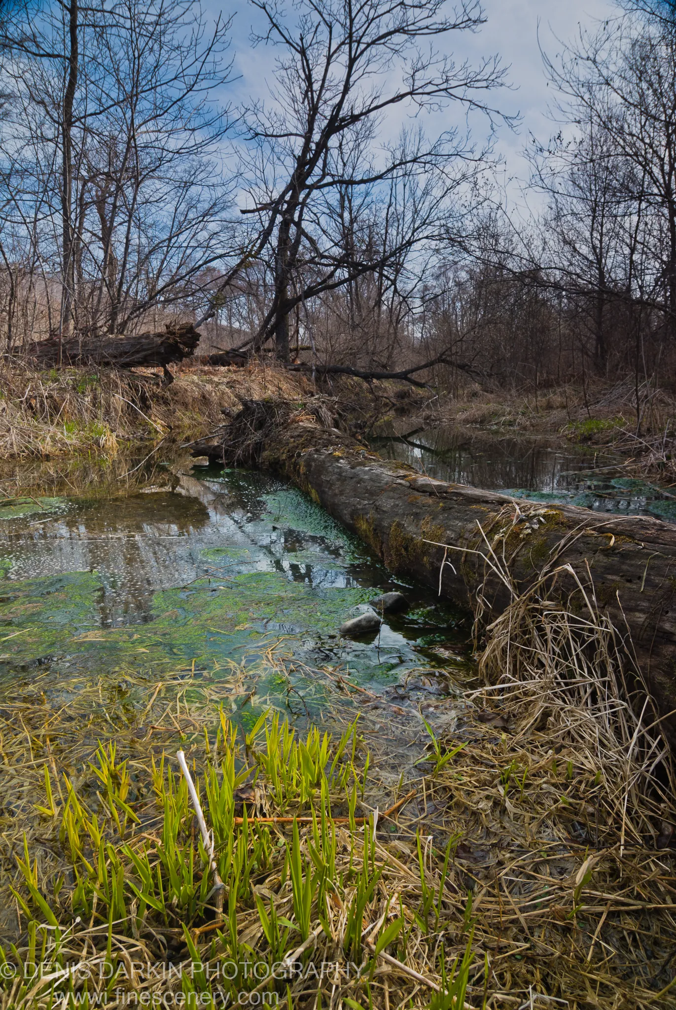 A weathered moss-covered log reaches into a shallow creek where bright green shoots emerge from the mud, bare trees reflected above.