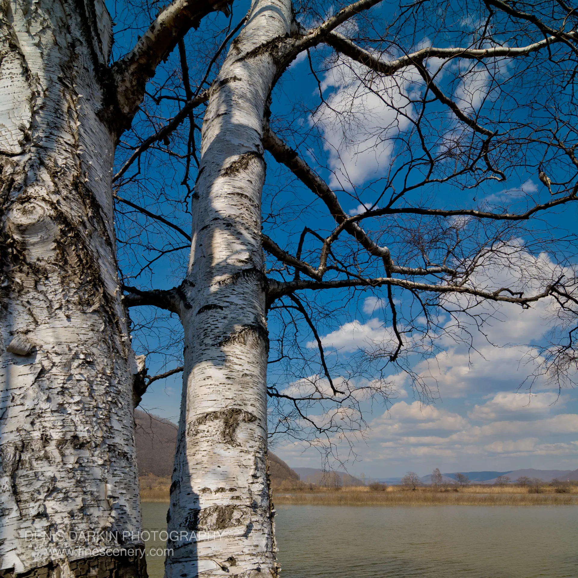 The rough white bark of birch trees fills the foreground while a calm river and distant hills show through bare branches beyond, Primorsky Krai.