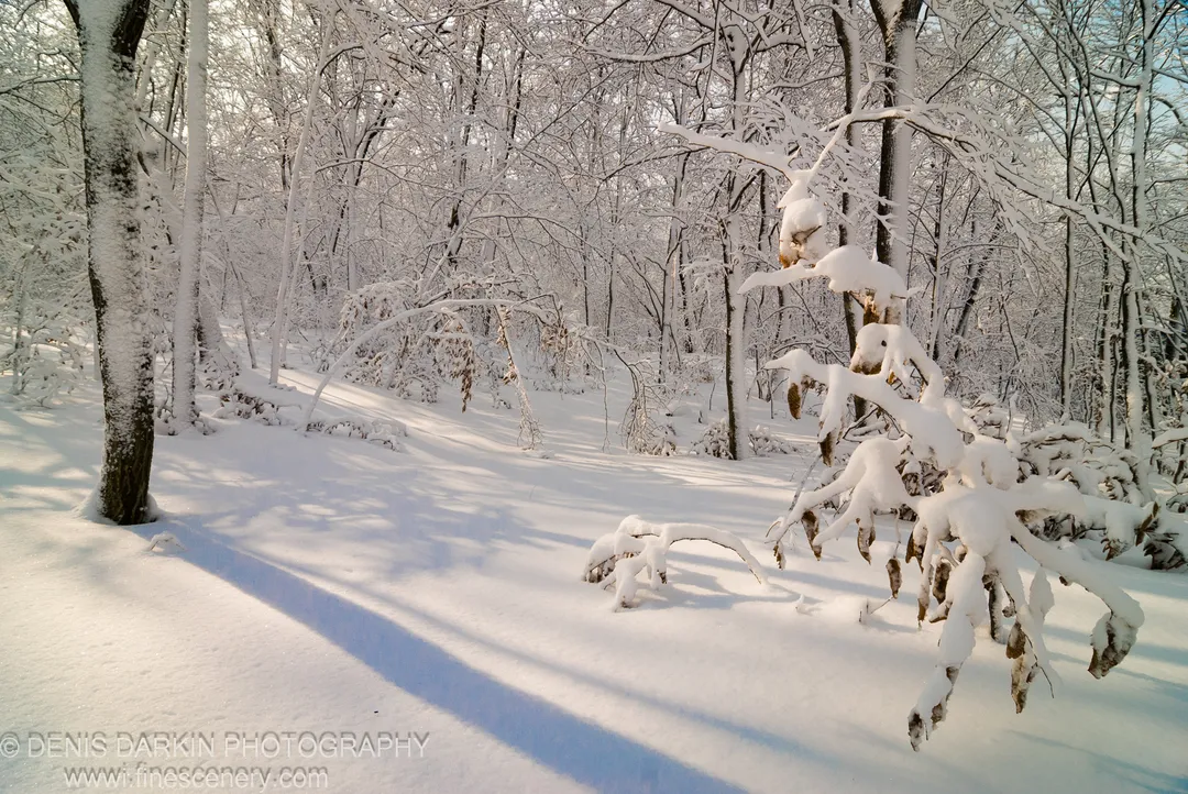 Long diagonal shadows cross the snow-covered forest floor between bare, frost-laden trees near Vladivostok, January 2007.