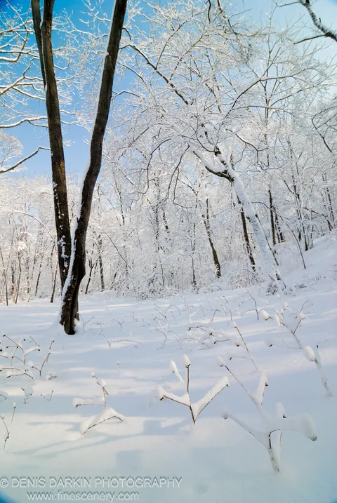 Snow-covered slope and frost-laden tree branches stand against a deep blue winter sky in the forests near Vladivostok.