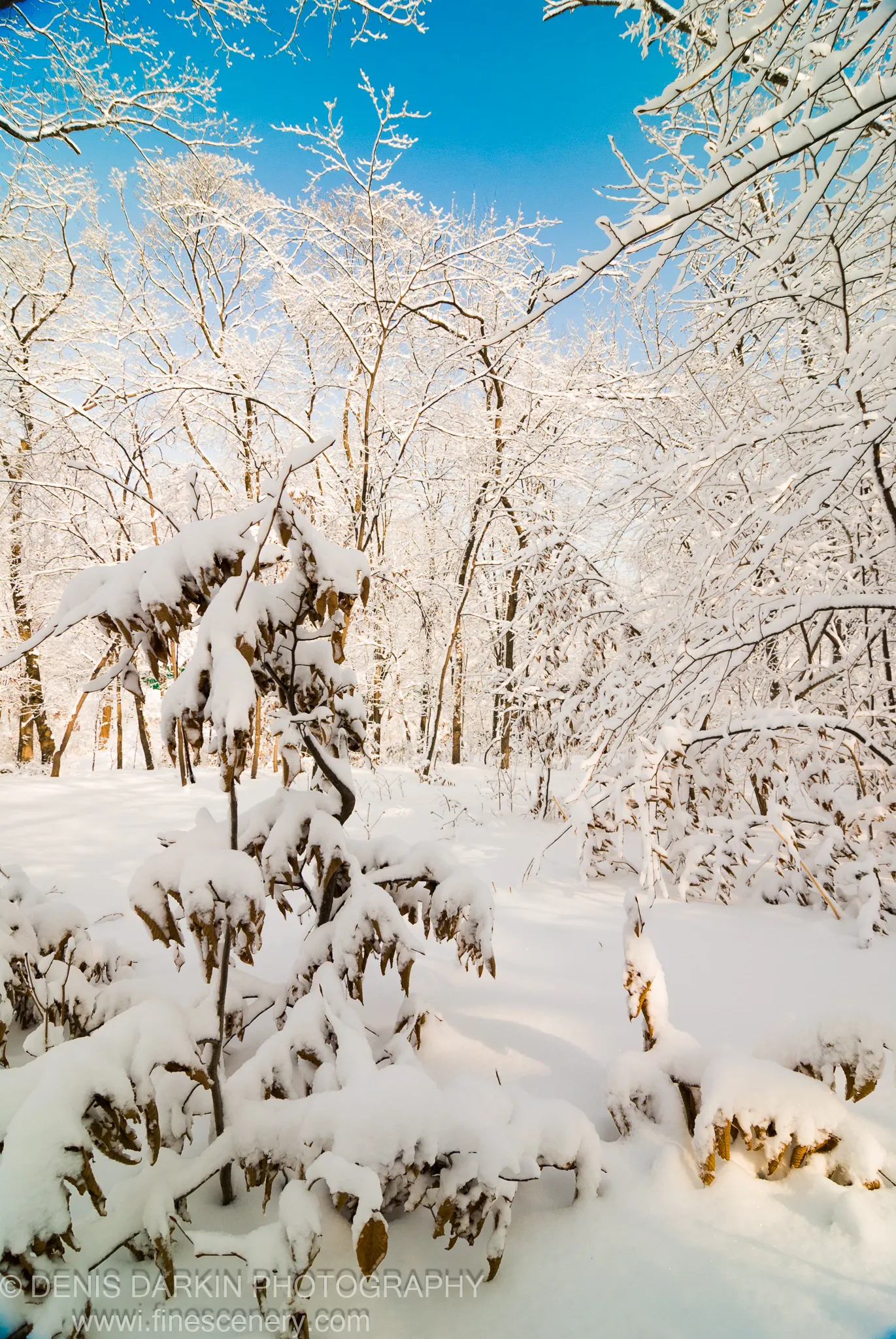 Frosted twigs and ice-coated branches in a vertical view of a winter forest near Vladivostok, blue sky above the treetops.