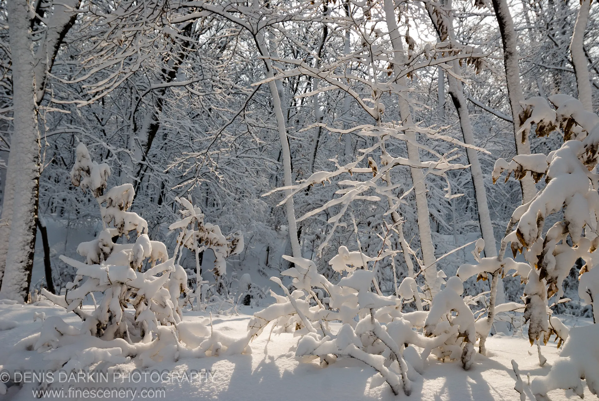 Heavy snow weighs down shrubs and branches in a sunlit winter woodland near Vladivostok, vertical trunks receding into the distance.