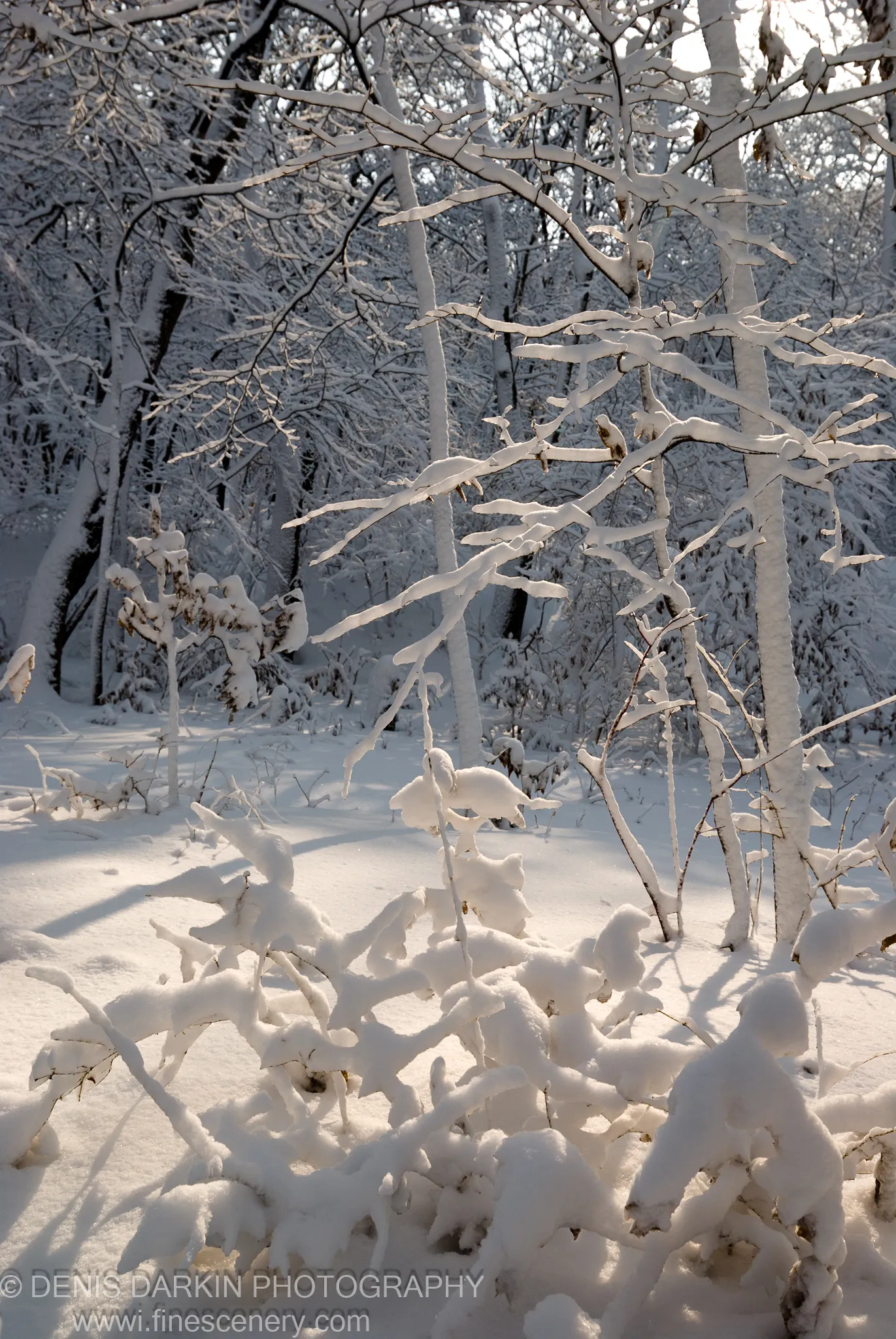 Dark vertical tree trunks rise through a snow-covered January forest near Vladivostok, warm sunlight highlighting the packed white on every branch.