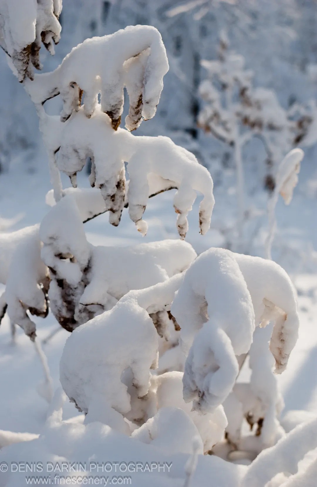 Thick sculptural mounds of fresh snow rest on dried plant stems in a winter forest near Vladivostok, soft-focused trees in the background.