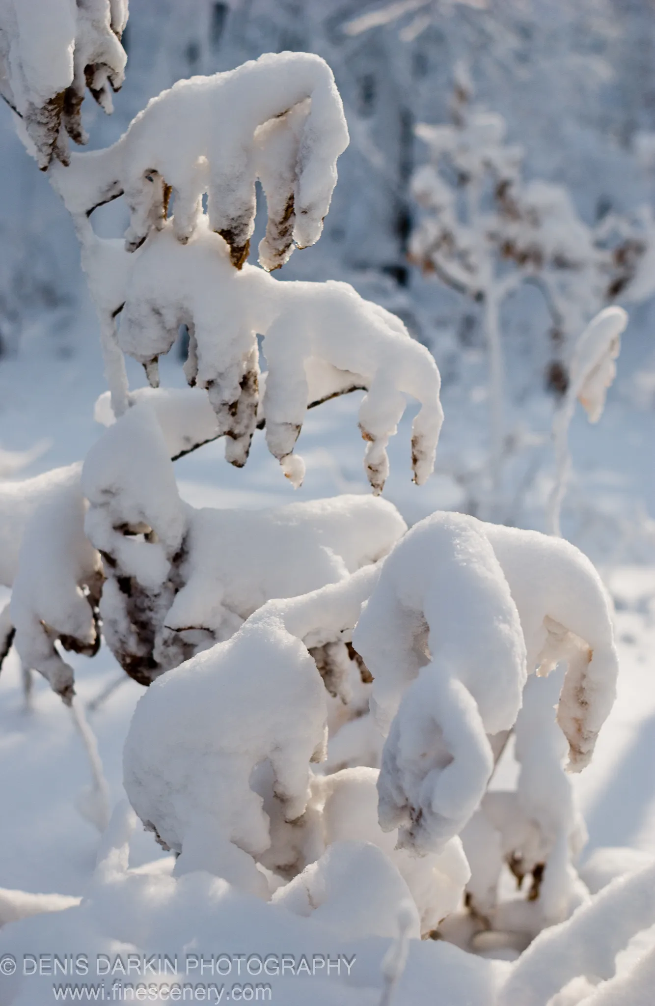 Thick sculptural mounds of fresh snow rest on dried plant stems in a winter forest near Vladivostok, soft-focused trees in the background.