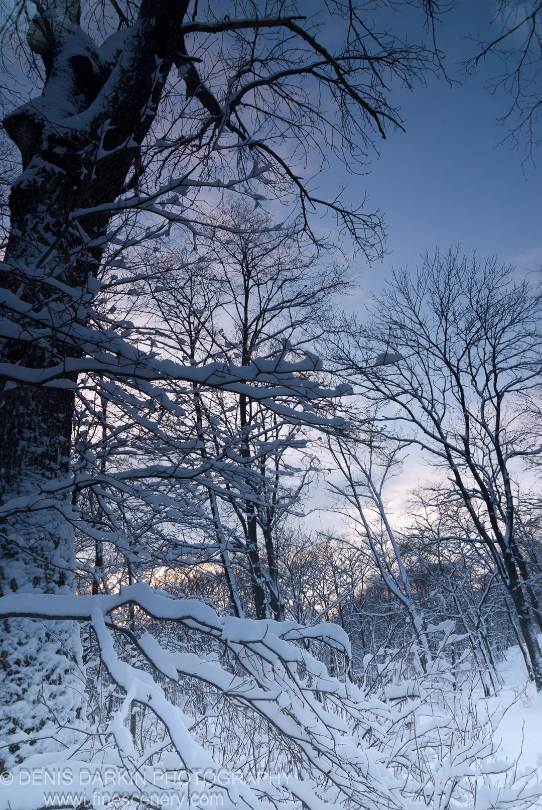 Snow covers bare branches and a thick tree trunk in a Vladivostok winter forest at evening, warm light showing through the trees beyond.