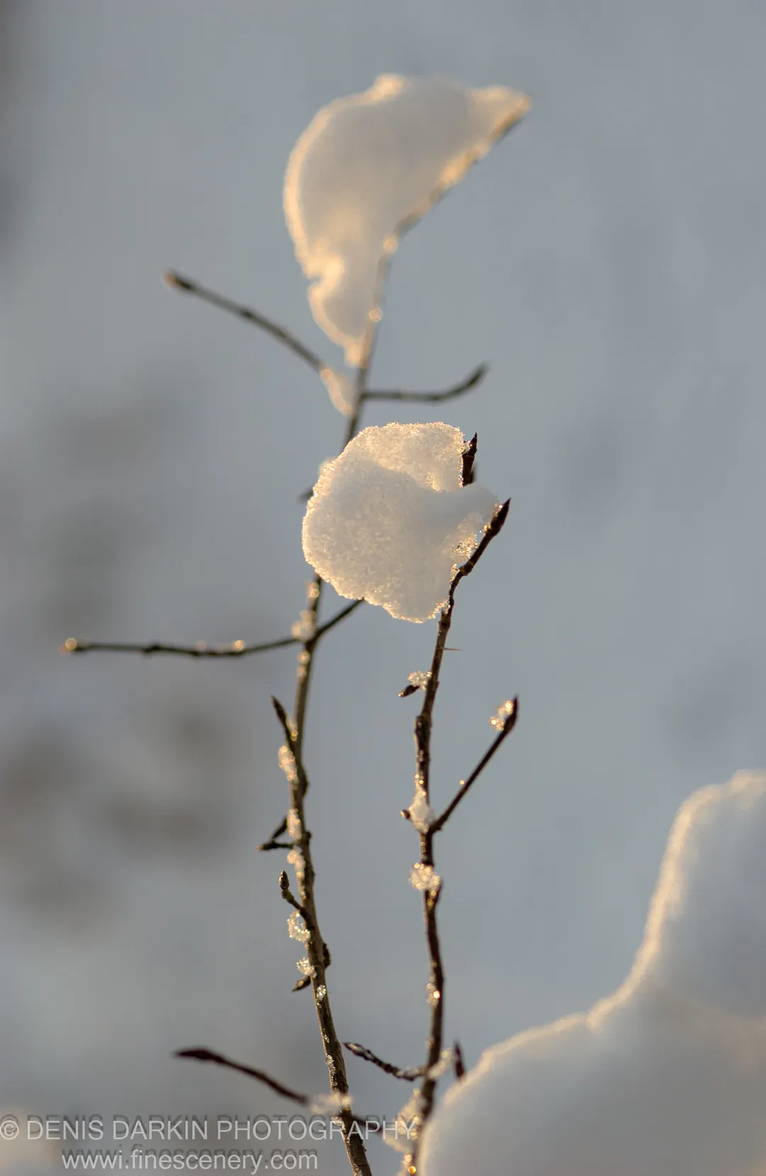 Snow-capped clusters cling to dark bare branches, rimlit with warm backlight against a cool blurred blue sky, Russian Far East, winter.