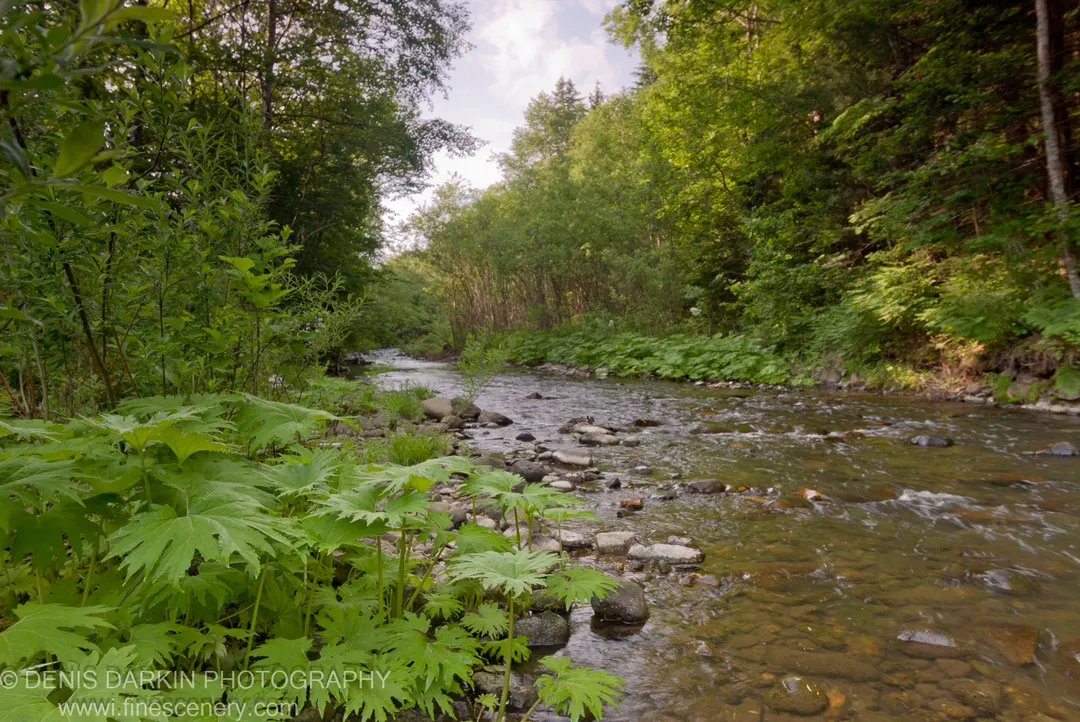 Sunlight filters through the forest canopy onto a shallow rocky river bed, with large wet leaves in the foreground, near Partizansk.