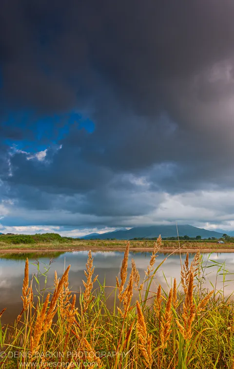 Golden-lit reed plumes stand in the foreground of a calm lagoon at Sidemi, storm clouds massing above the hazy hills beyond.