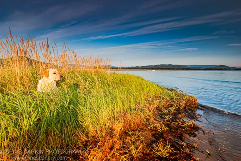 A yellow Labrador rests in tall autumn grass on the bank of Sidemi Bay, calm water and hazy mountains in the distance.