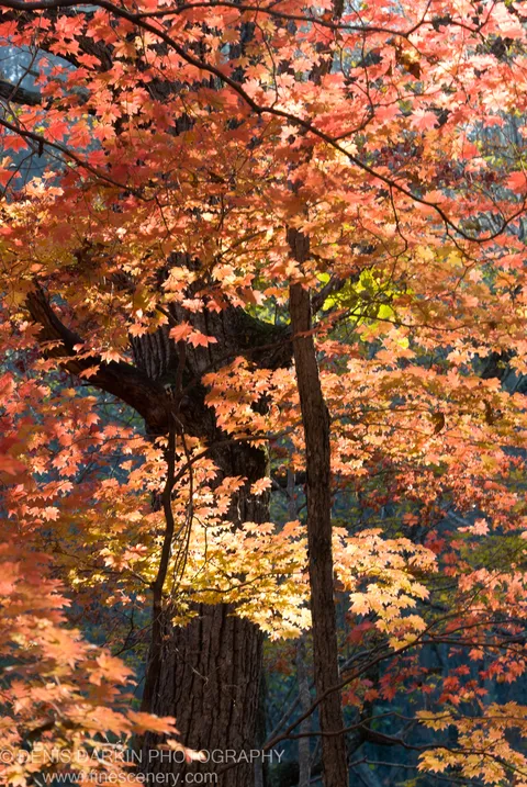 Dense maple canopy in late-autumn color, backlit by late-afternoon sun above the Gryaznaya River, Primorsky Krai, Russia.