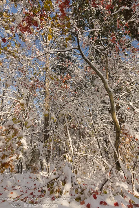 Fallen red maple leaves dot fresh October snow in Vladivostok Botanical Garden, a leaning trunk and blue sky visible beyond.