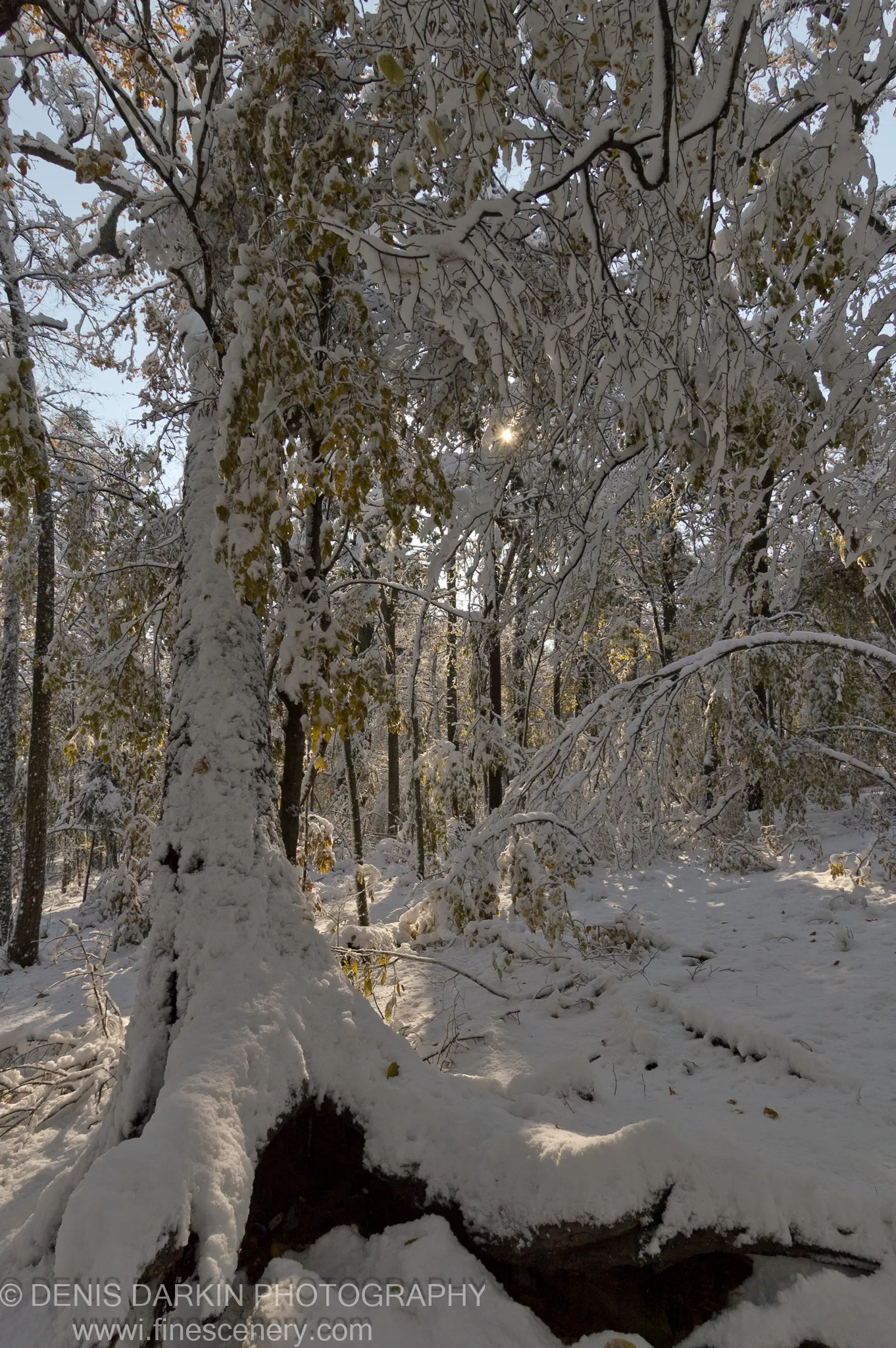 Starburst sunlight filters through snow-laden branches with lingering autumn leaves, a massive trunk sloping into deep shadow below.