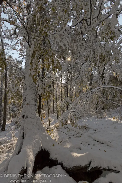 Starburst sunlight filters through snow-laden branches with lingering autumn leaves, a massive trunk sloping into deep shadow below.