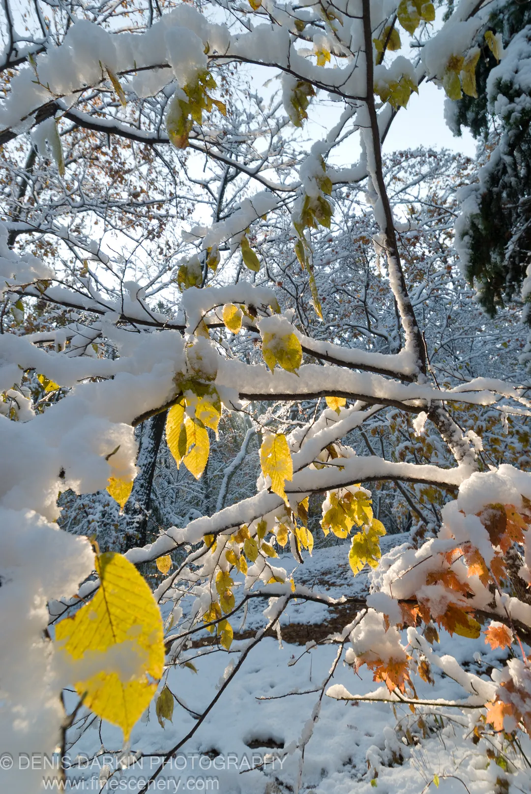Sunlight strikes fresh snow on dark branches, making the remaining yellow and orange autumn leaves glow in the Vladivostok Botanical Garden, October 2007.