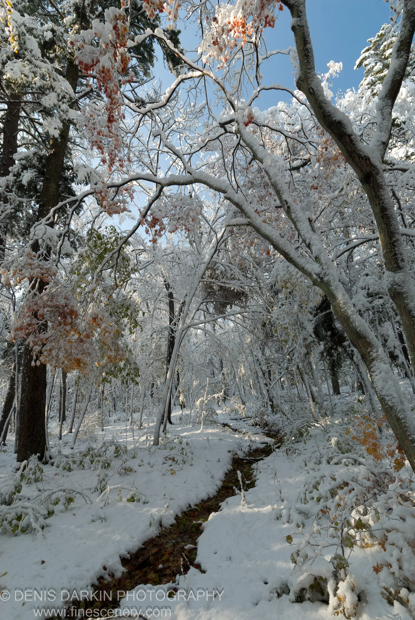 A narrow stream winds through the floor of a snow-covered deciduous forest beneath a deep blue sky in the Vladivostok Botanical Garden, October 2007.