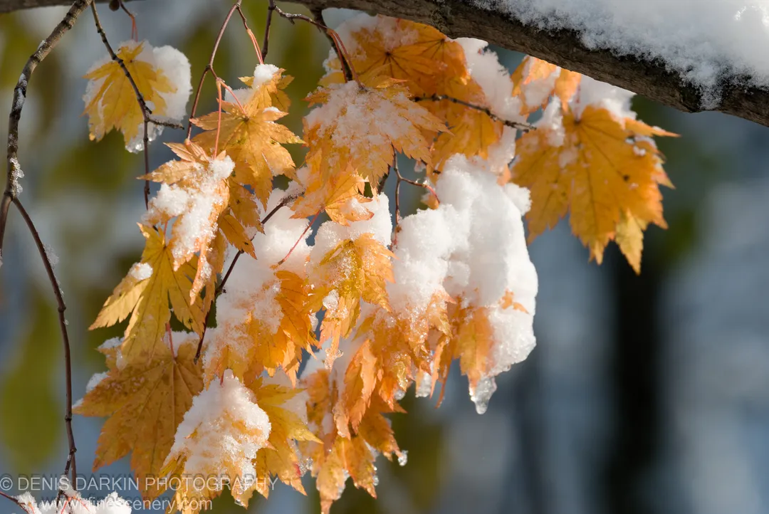 Fresh snow rests on amber maple leaves with icicles hanging below, translucent foliage lit against a pale blue sky.