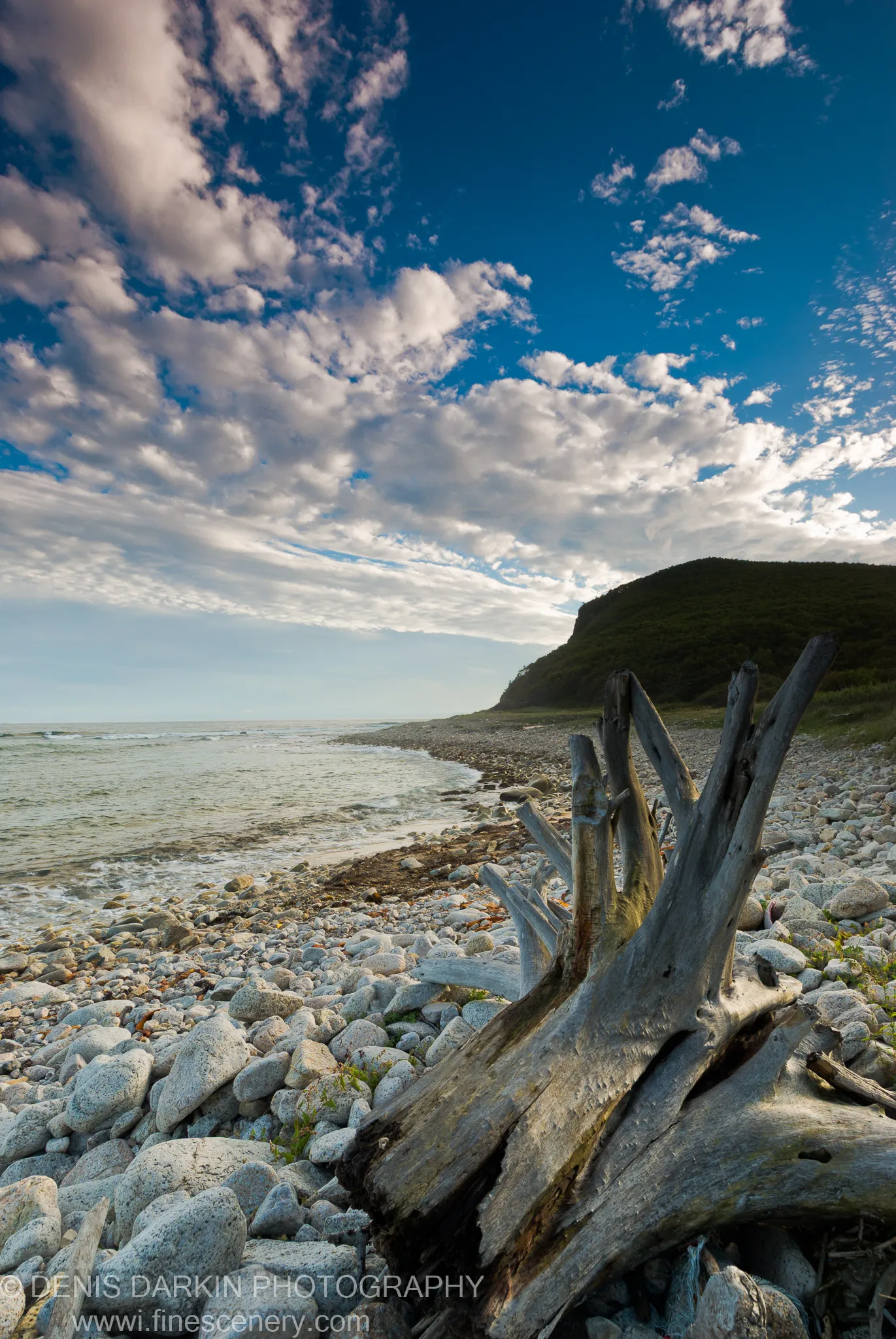Skeletal driftwood on a grey pebble beach at Petrova Island, the shoreline curving toward a forested hillside under a wide blue sky.
