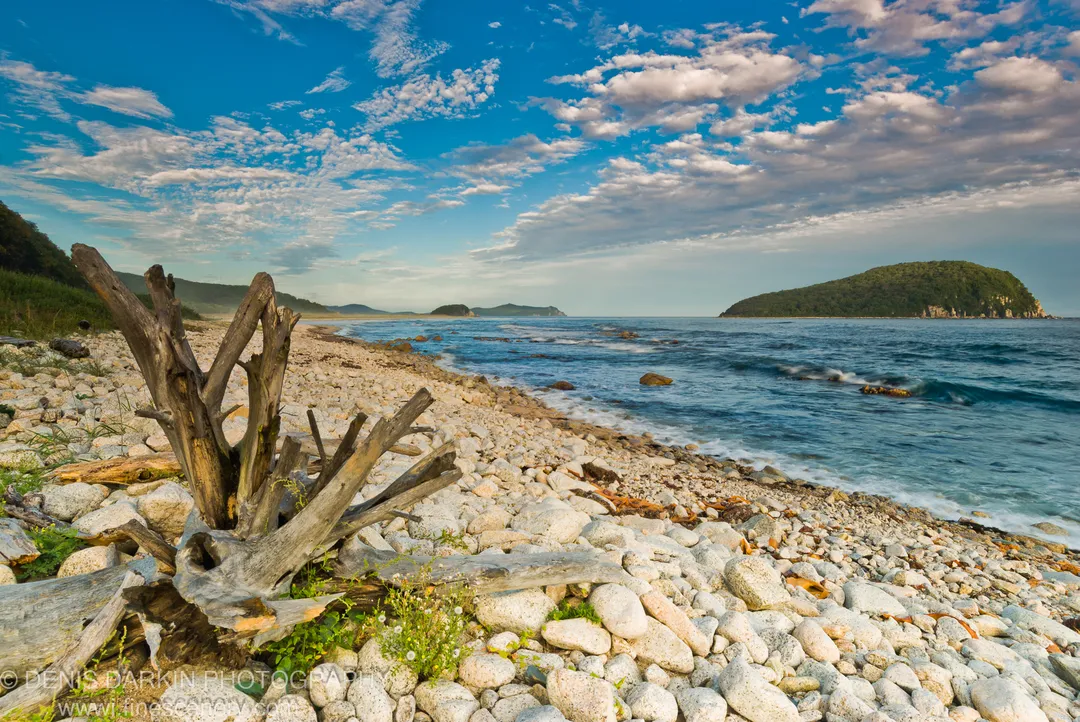 Weathered driftwood on the rocky shore at Petrova Island, warm golden light catching the wood and stones against deep blue water.