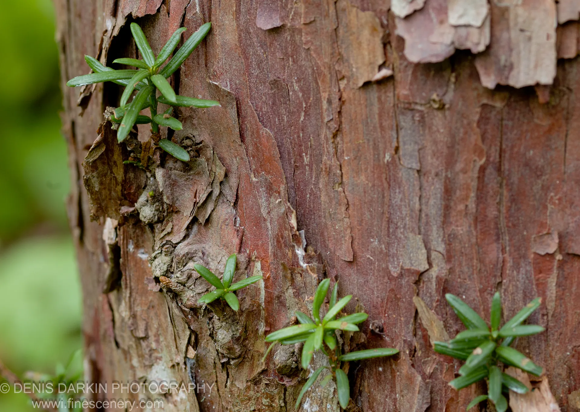 Bright evergreen saplings emerge from deep fissures in the trunk of an old tree in the forest of Petrova Island, Lazovsky Reserve.