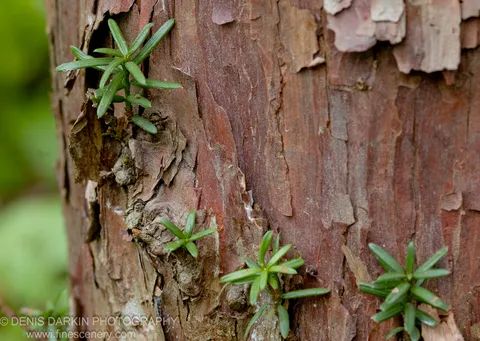 Bright evergreen saplings emerge from deep fissures in the trunk of an old tree in the forest of Petrova Island, Lazovsky Reserve.
