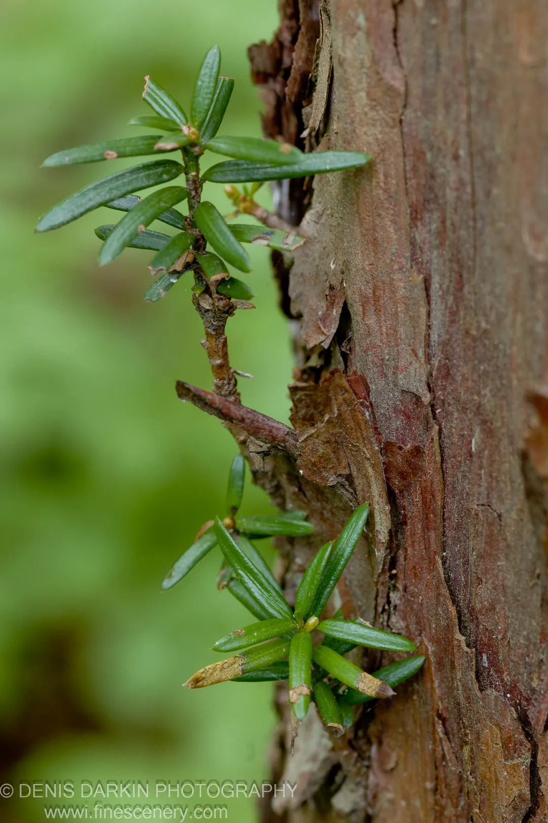 Close-up of a fresh conifer shoot emerging from rough, flaking bark on a tree trunk at Petrova Island.