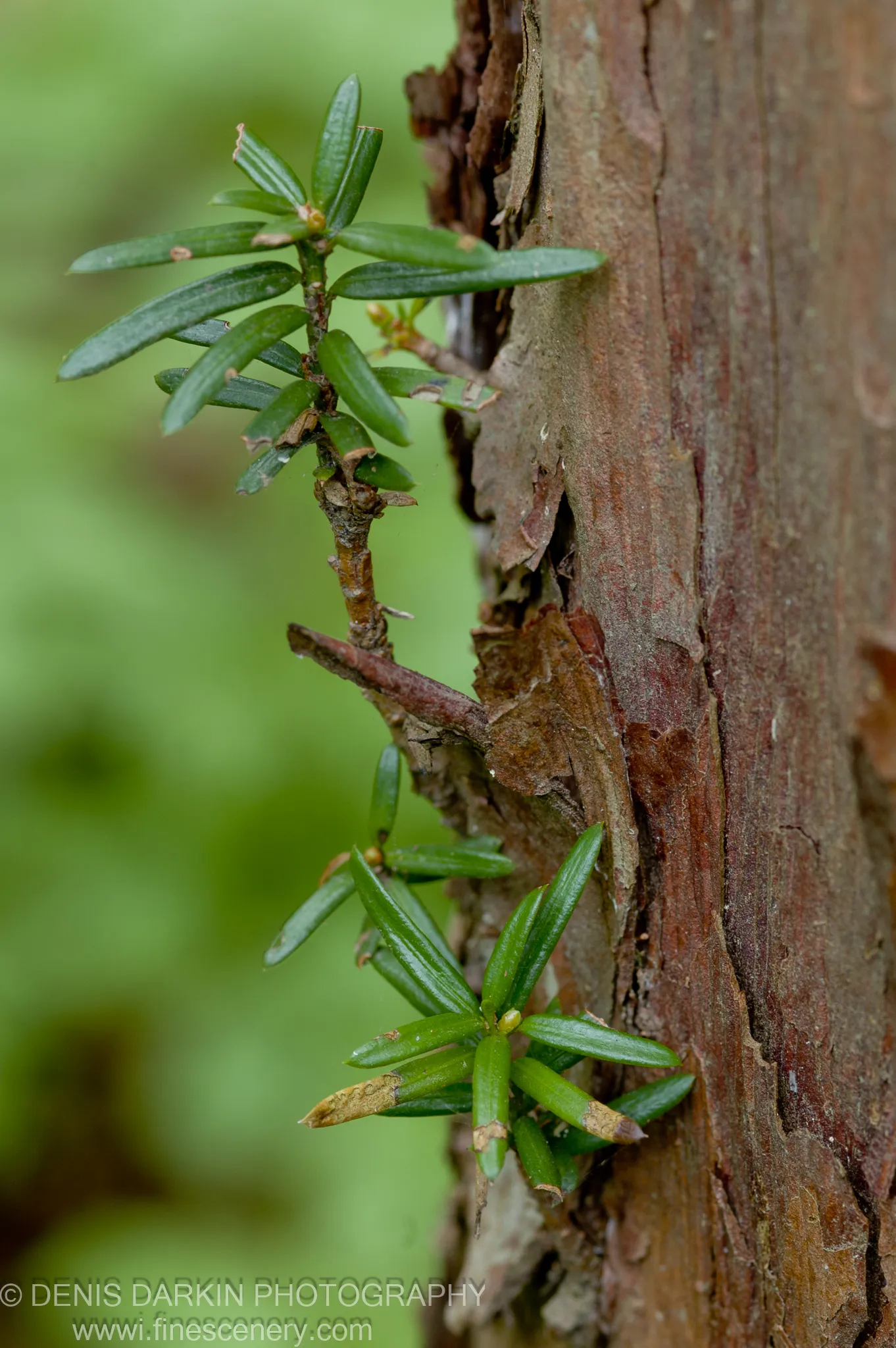 Close-up of a fresh conifer shoot emerging from rough, flaking bark on a tree trunk at Petrova Island.