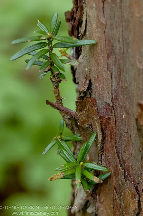 Close-up of a fresh conifer shoot emerging from rough, flaking bark on a tree trunk at Petrova Island.