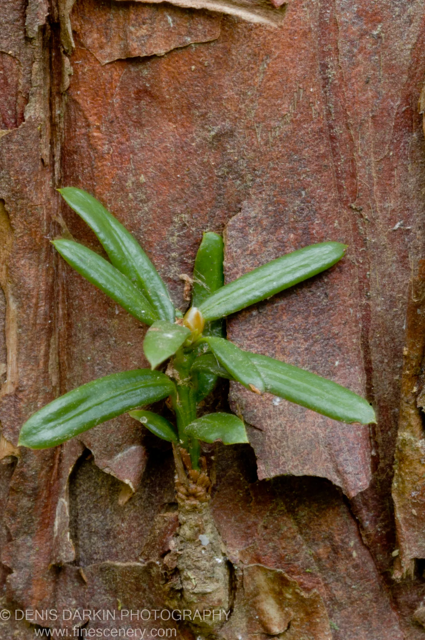 A small green sprout with lance-shaped leaves pushes through the rough, peeling bark of a tree on Petrova Island in spring.