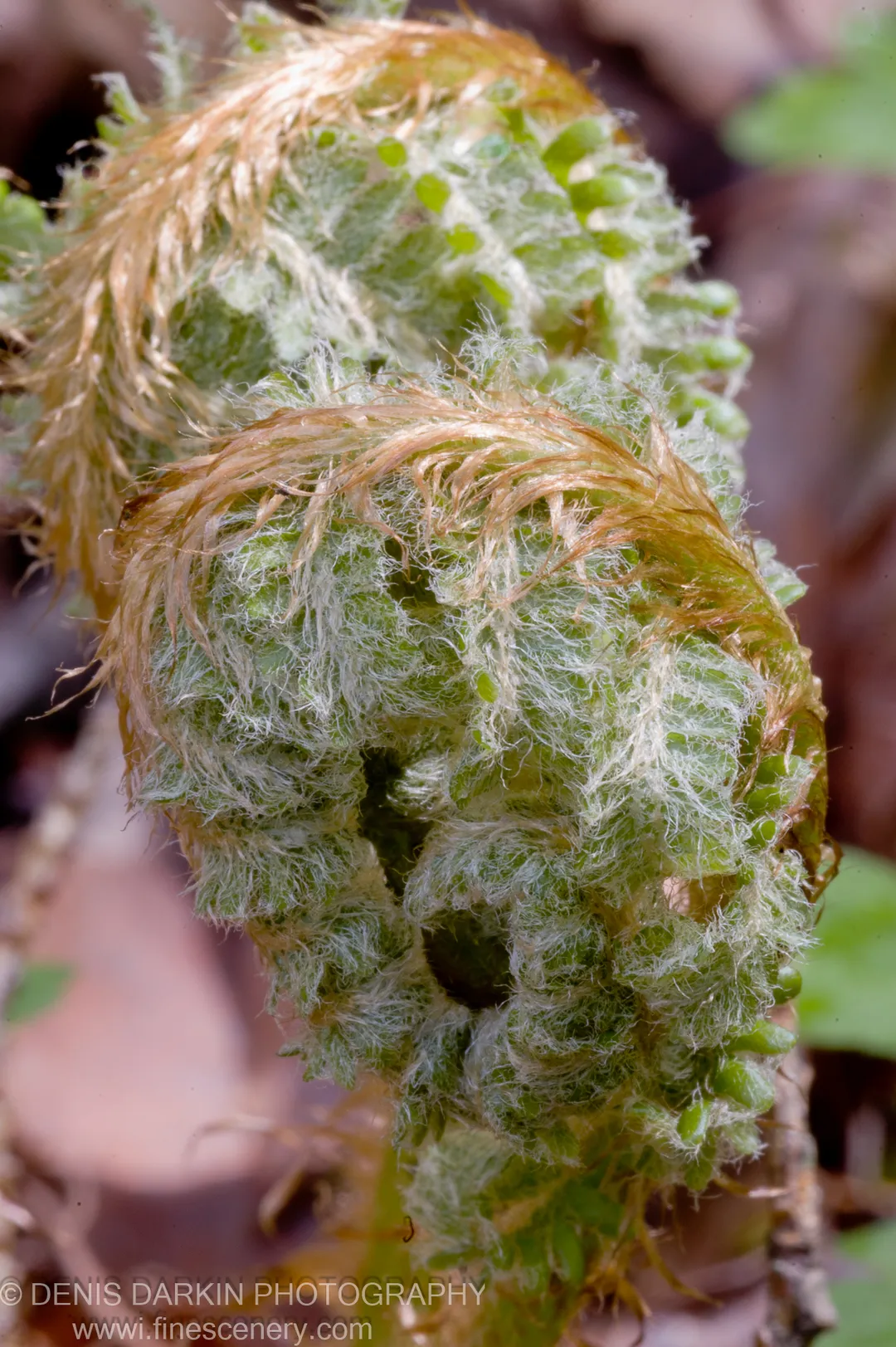 Close view of unfurling fern fronds covered in fine rust-colored scales and pale green emerging tissue against an earthy background.