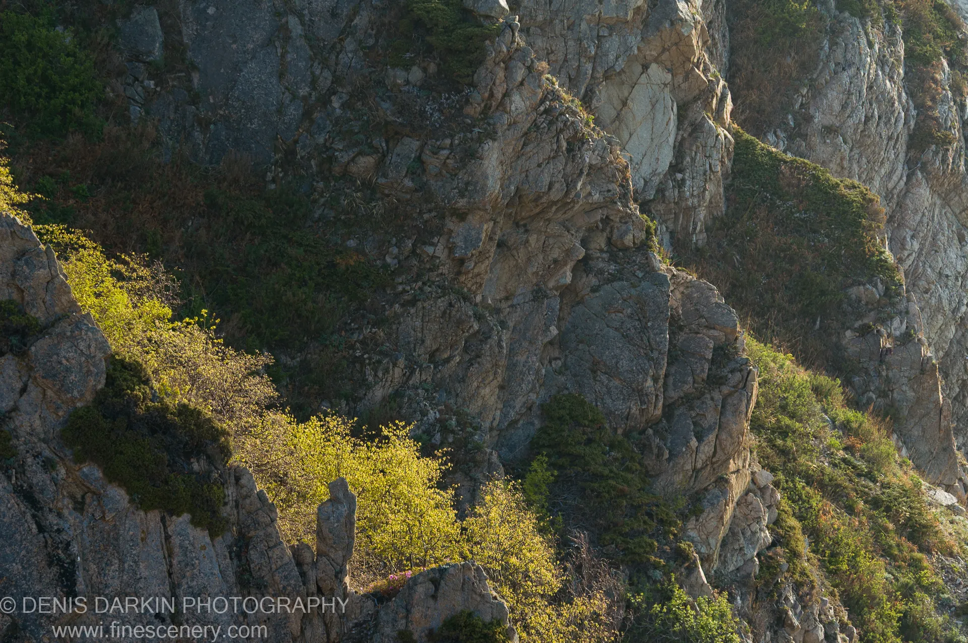A steep cliff face at Petrova Island caught in morning sun, with bright spring foliage against the grey stone and shadowed crevices.