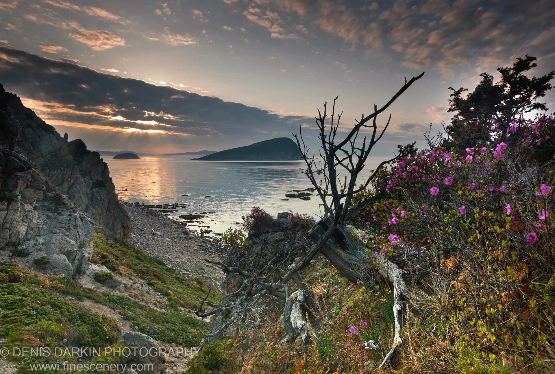 Crepuscular sun rays break through morning clouds above the calm sea at Petrova Island, with rhododendron blooms and a weathered driftwood snag in the foreground.
