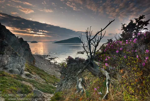 Crepuscular sun rays break through morning clouds above the calm sea at Petrova Island, with rhododendron blooms and a weathered driftwood snag in the foreground.