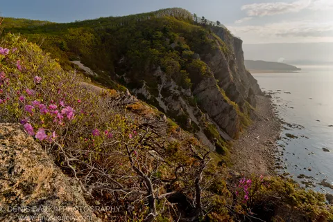 Pink rhododendrons cluster on a rocky ledge above steep forested cliffs at Petrova Island, with a sandy erosion path winding toward the calm sea below.