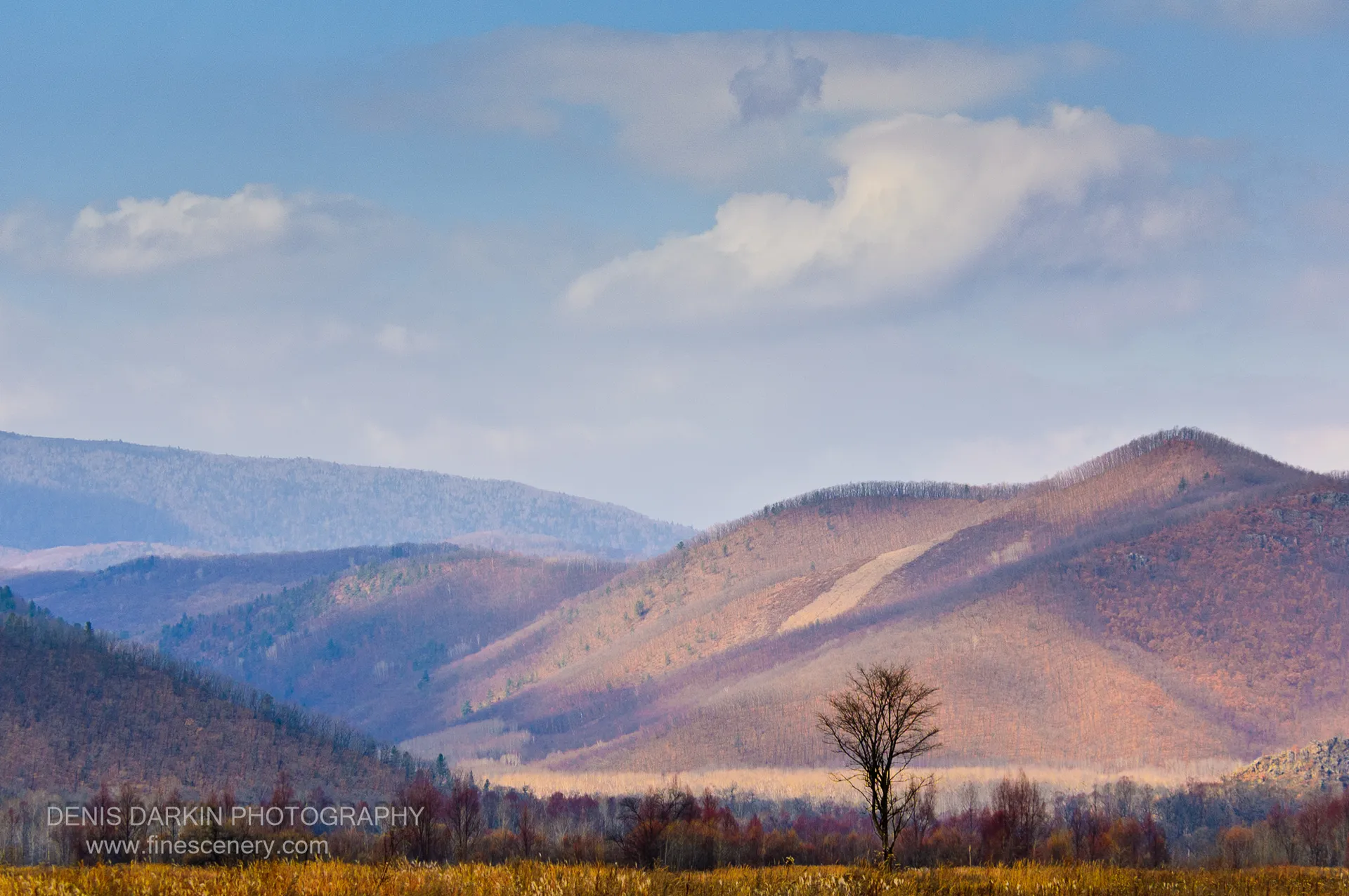 A single leafless tree stands above dried golden-brown grasses on the Izvilinka floodplain, with layered ridges receding into haze.