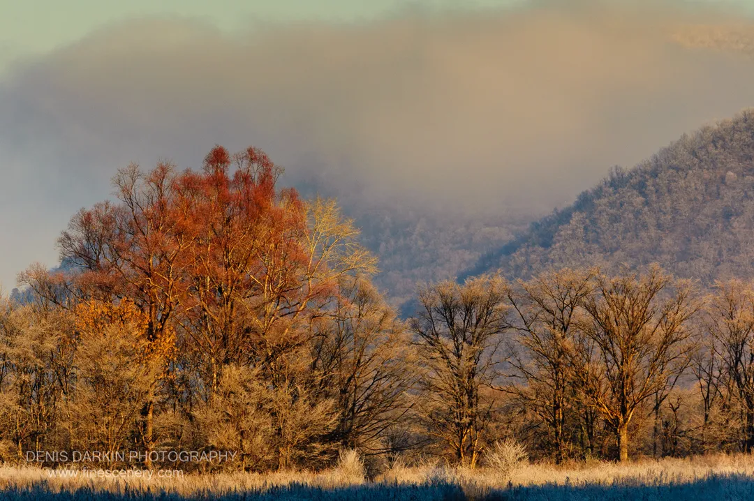 A lone tree with a deep red canopy stands among frost-covered grass and bare branches with misty hills receding behind it, Chuguyevsky District.