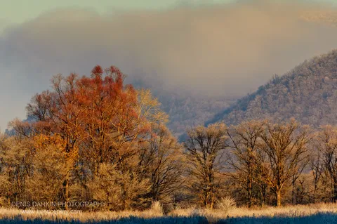 A lone tree with a deep red canopy stands among frost-covered grass and bare branches with misty hills receding behind it, Chuguyevsky District.