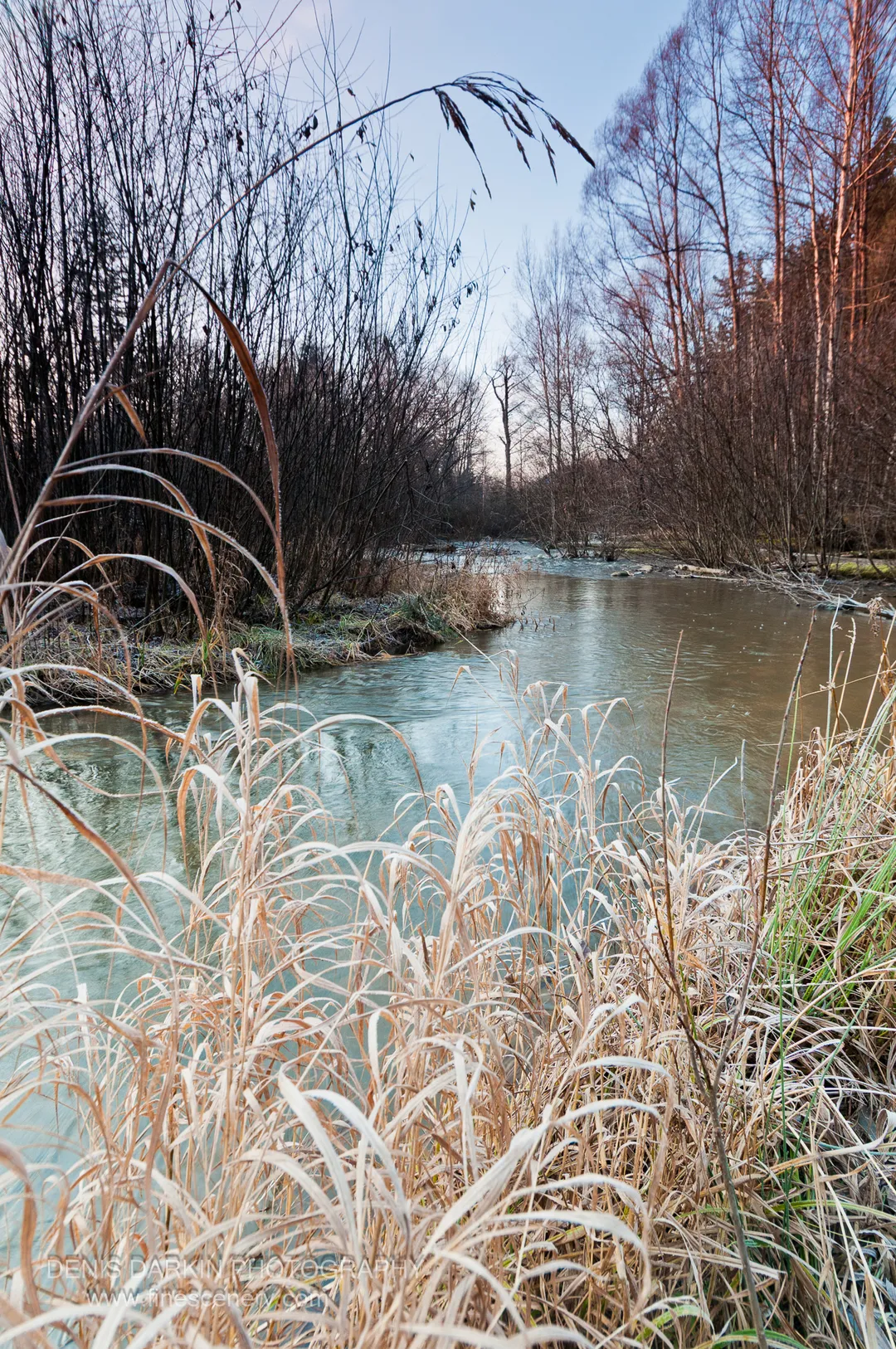Frost-dusted reeds line the edge of a calm river at a bend, with bare trees lit by morning sun on the far bank.