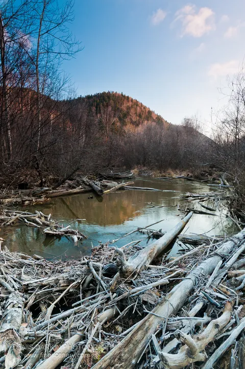 Weathered driftwood and fallen logs rest at the waterline below a forested hillside of bare trees in Chuguyevsky District, Russia.