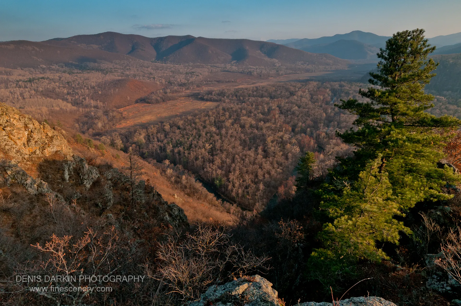 A solitary pine at the cliff edge overlooks the Izvilinka River valley, where bare trees stretch toward distant blue mountain ranges.