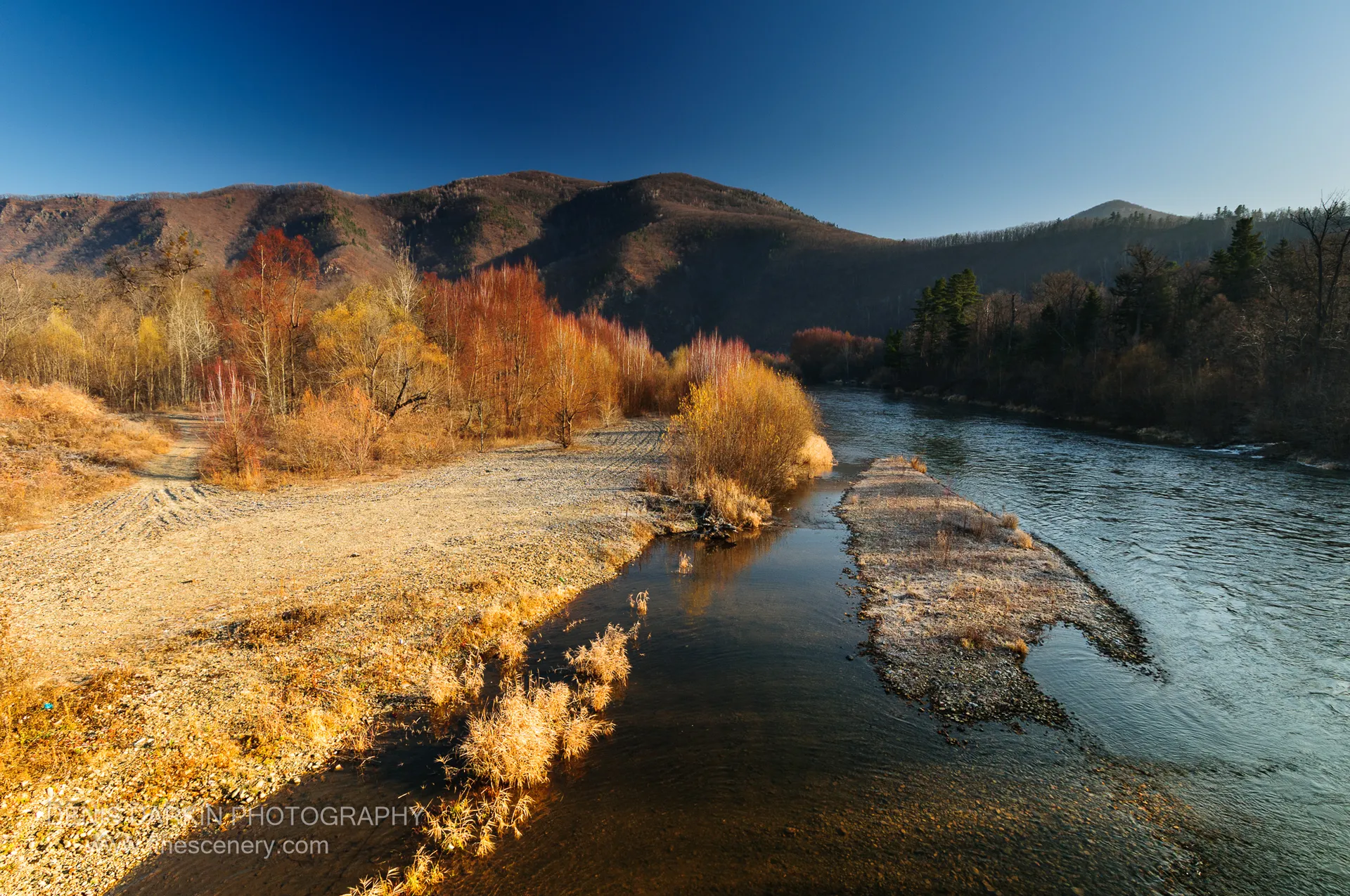 Sunlit gravel bar and golden reeds along a river bend lined with birch trees in autumn colour, mountain slopes in the distance, Ussuri River.