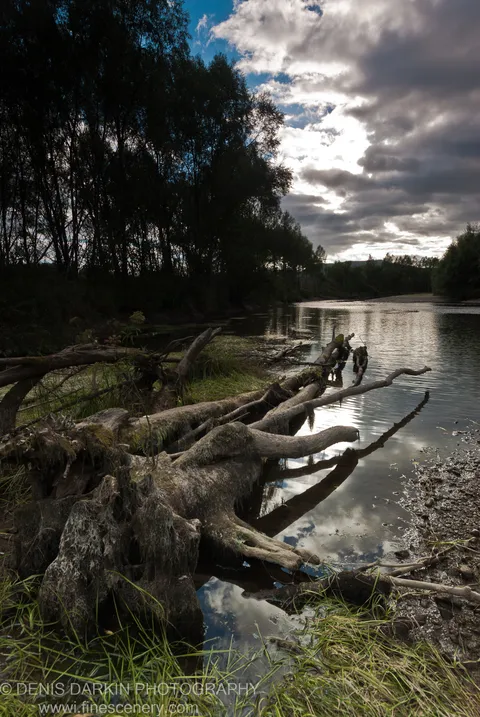 A moss-covered tree trunk extends into a calm river from the grassy bank as sunlight breaks through cloud above the far treeline.