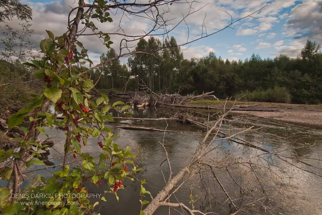 Red berry clusters border the left foreground of a calm Primorsky Krai river scene, with fallen timber midstream and forest on the far bank.
