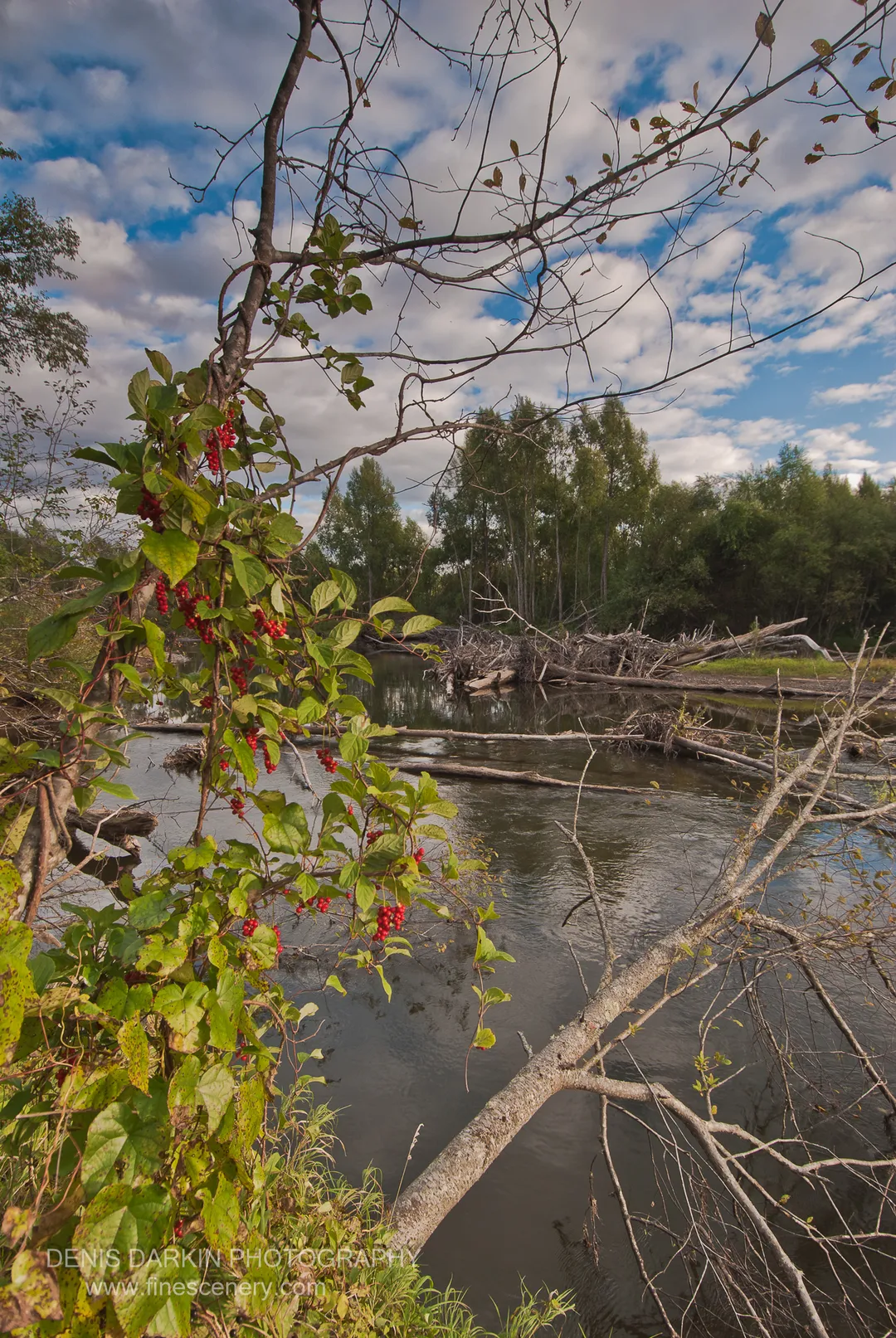 Red berries hang on a vine over a calm Primorsky Krai river, with downed logs near the bank and scattered clouds above.